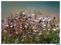 Culture de Perles ?