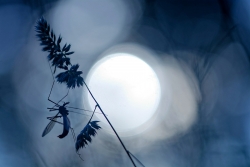 Au clair de la lune