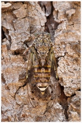 Camouflage
