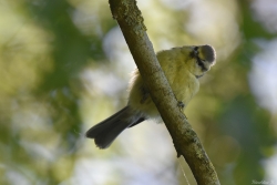 Mésange bleue