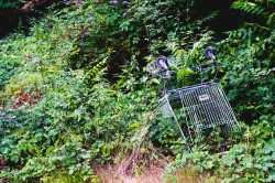 La nature reprend ses droits