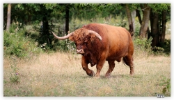 Taureau