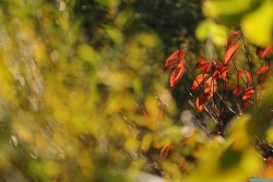 une photo de saison