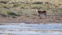 Cobe de lechwe