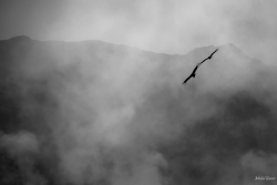 Condors dans la brume