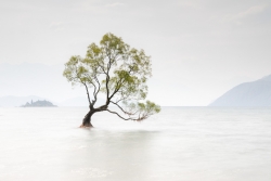lonely tree