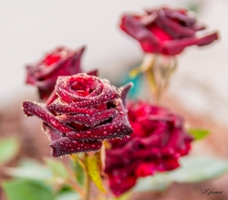 rose baccara