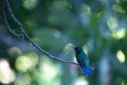 Bleu sur vert