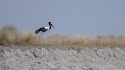 Jabiru