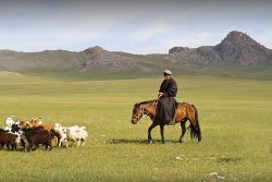 Le berger Mongol solitaire ...