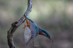 Le plongeon