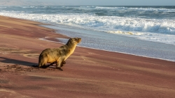 Otarie au Sandwich Harbour