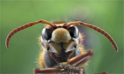 Frelon au nez de citron