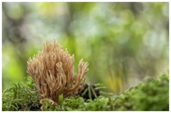 Champignon buissonnant ...