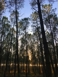 Forêt de pins au soleil levant
