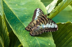 papillon