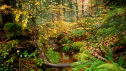 FOUILLIS