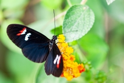 papillon