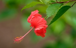 Hibiscus