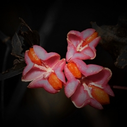 Fleur du fusain d'Europe.
