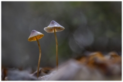 Lutins des bois