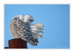 Harfang des neiges