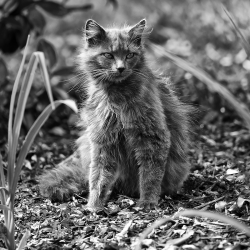 Le chat ébouriffé