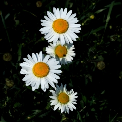Petites marguerites.