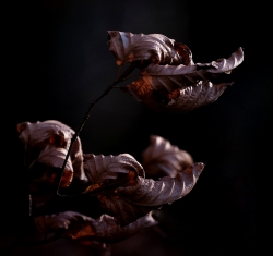 Dernières feuilles d'automne