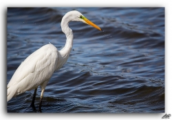 grande aigrette