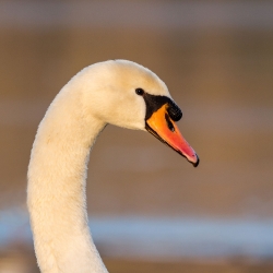 Un cygne