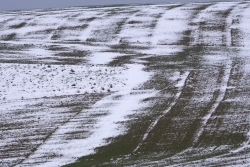 Graphisme hivernal.
