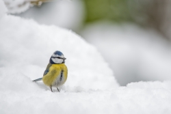 Bleue sur neige