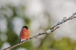 Par un temps de neige, au jardin