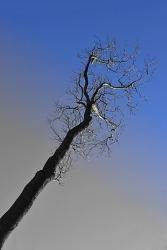 De la terre vers le ciel.
