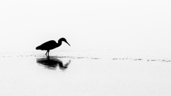 Aigrette tricolore