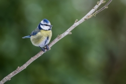 Une petite bleue