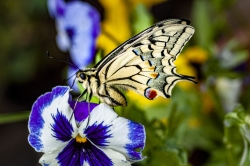 le machaon