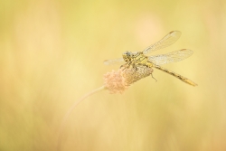 le silence du vent dans tes ailes