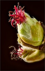 Petites fleurs de fevrier ?