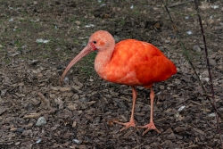 L ' Ibis
