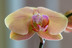Orchidée