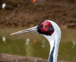 La Grue