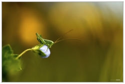 Une petite verte sur une petite fleur