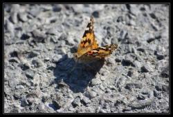Photo inscription n°1