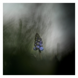 Muscari