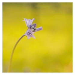 Jacinthe des bois