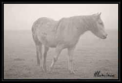 Cheval dans la brume