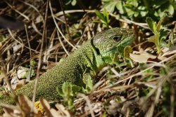 Lézard vert