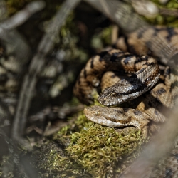 Sac de noeuds